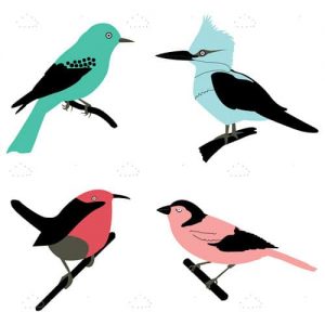 Different birds
